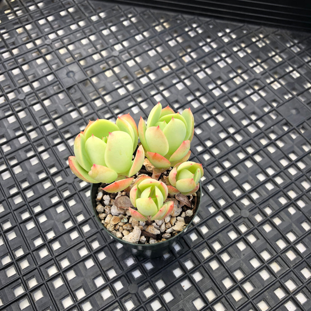 Echeveria ‘Peach Pride’