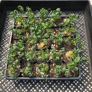 Albuca Spiralis ‘Frizzle Sizzle’