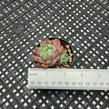 Load image into Gallery viewer, Echeveria sp ‘el Encino’