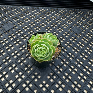 Sedeveria ‘Green Rose’