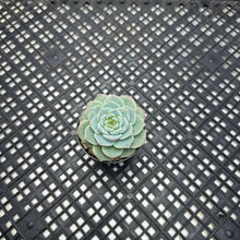 Load image into Gallery viewer, Echeveria ‘Red Velvet’