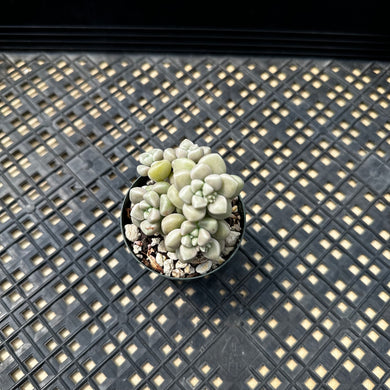 Graptopetalum mendozae