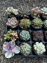 Load image into Gallery viewer, #ER-F34 Assorted 2-2.5” premium succulents. Echeveria, Crested, Crassula, Graptoveria, Sedum, Variegated
