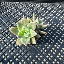 Load image into Gallery viewer, Echeveria agavoides ‘Citrina’