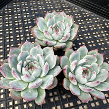 Load image into Gallery viewer, Echeveria ‘Parva’