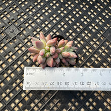 Load image into Gallery viewer, Crested Pachyphytum ‘Red Dragonfly’ aka Red Angel Fingers