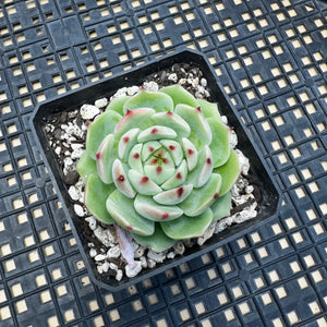 Echeveria ‘Blue Eye’