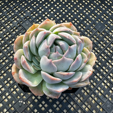 Echeveria sp.