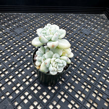 Load image into Gallery viewer, Sedum Clavatum Variegated