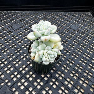 Sedum Clavatum Variegated