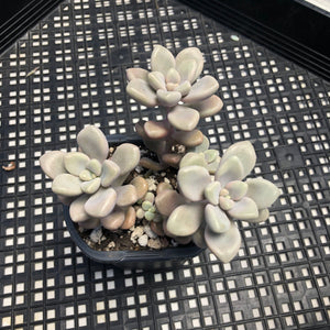 Gratopetalum ‘Ellen’