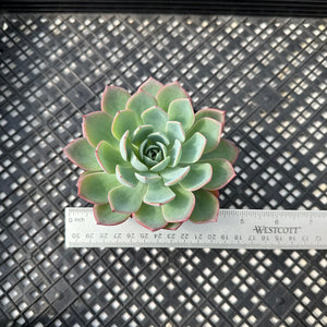 Echeveria ‘Johnny’