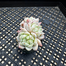 Load image into Gallery viewer, Echeveria ‘Marisa’