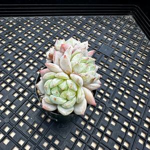 Echeveria ‘Marisa’