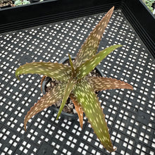 Load image into Gallery viewer, Aloe peckii