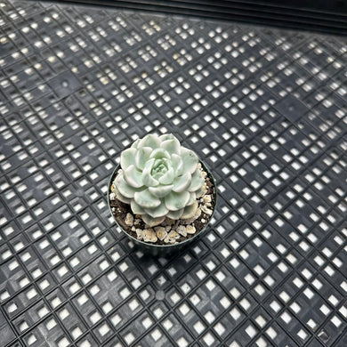 Echeveria Agavoides ‘Tinkerbell’ variegated