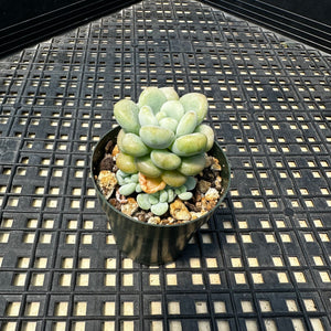 Sedum ‘Caviar’ Graptosedum ‘Caviar’