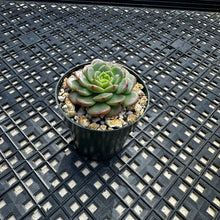 Load image into Gallery viewer, Echeveria ‘Sugar Baby’