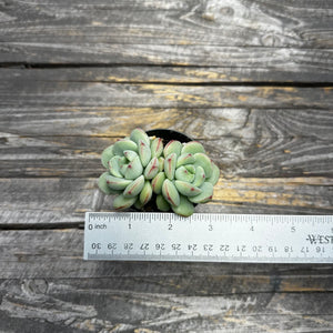 Sedeveria ‘Pudgy’