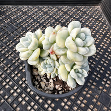 Load image into Gallery viewer, Sedum clavatum variegated