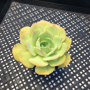 Echeveria ‘Leona’