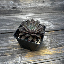 Load image into Gallery viewer, Echeveria ‘Atomic’