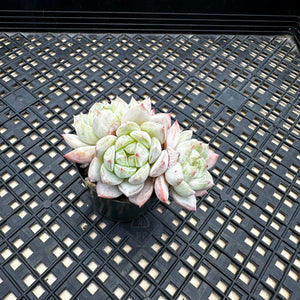 Echeveria ‘Marisa’