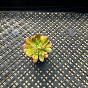 Echeveria ‘Minibelle’ Variegated