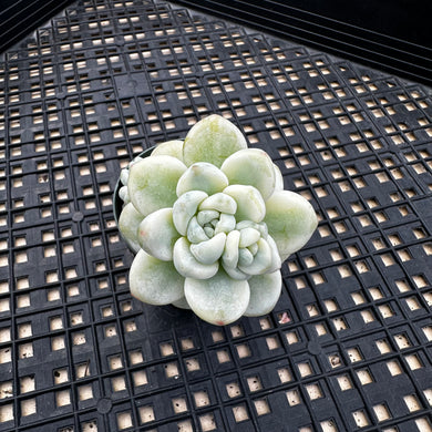 Sedum Clavatum Variegated