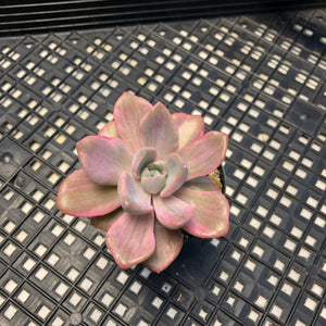 Graptoveria Variegated ‘Mrs Richards’
