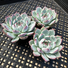 Load image into Gallery viewer, Echeveria ‘Parva’