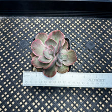 Load image into Gallery viewer, Echeveria ‘Rose Rock’ Variegated