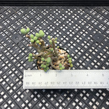 Load image into Gallery viewer, Tylecodon sinus-alexandri aka schaeferianus