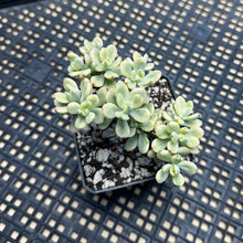 Load image into Gallery viewer, Echeveria macdougallii variegated  aka “sedoides“