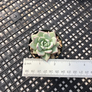 Echeveria ‘Larega’