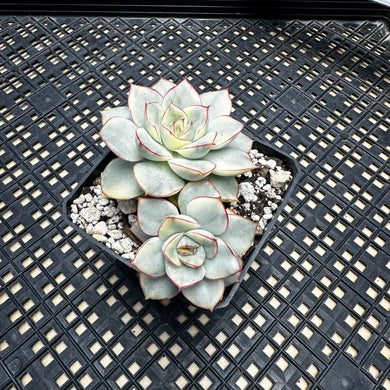 Echeveria ‘Esther’ Variegated