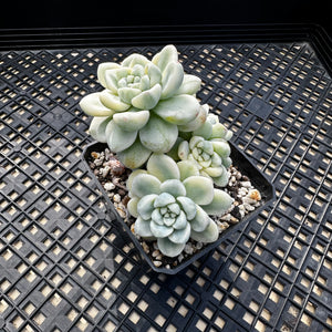 Sedum clavatum variegated