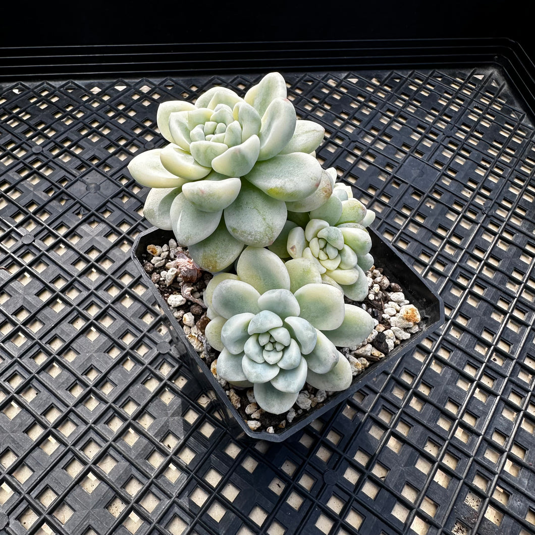 Sedum clavatum variegated