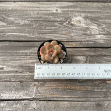 Load image into Gallery viewer, Echeveria Agavoides ‘Tiny Tim’