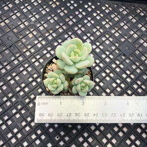 Sedeveria ‘Pudgy’