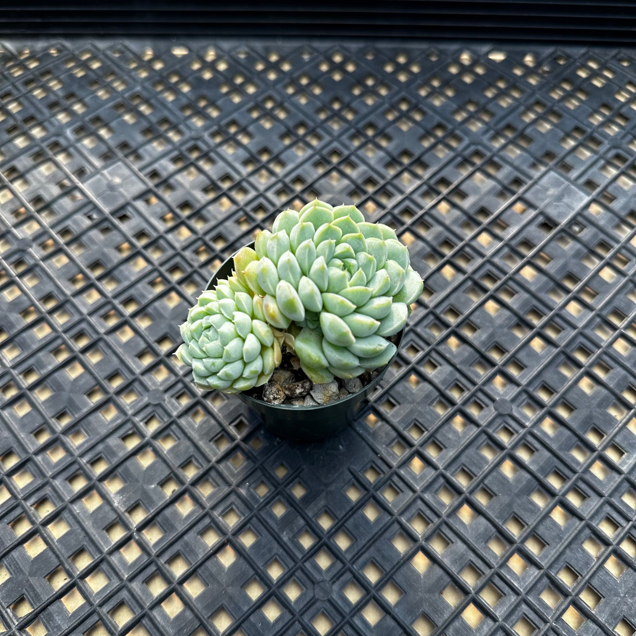 succulent sugar Echeveria 'Sugar Princess' – Chubby Leaf Succulents