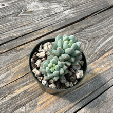 Load image into Gallery viewer, Echeveria ‘Crown Ball’