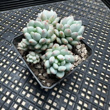 Load image into Gallery viewer, Echeveria ‘Crown Ball’