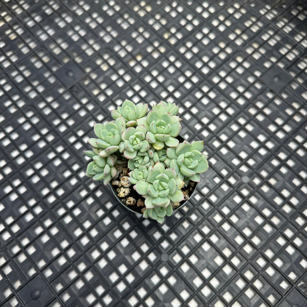 Echeveria 'Gungekkan’