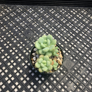 Sedum ‘Caviar’ Graptosedum ‘Caviar’