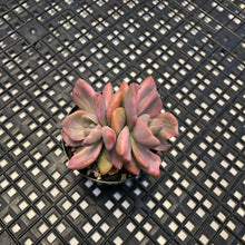 Load image into Gallery viewer, Graptoveria Variegated ‘Mrs Richards’