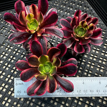 Load image into Gallery viewer, Aeonium ‘Wheels of Captivation’