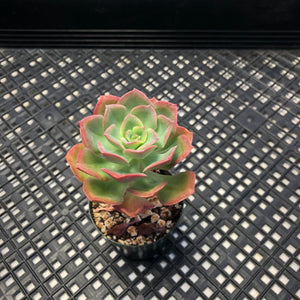 Echeveria 'Bicolor'
