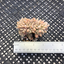 Load image into Gallery viewer, Pachyveria Pachyphytodies Cristate
