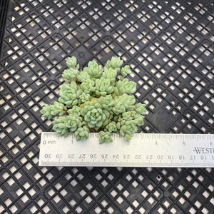 Sedum perezdelarosae